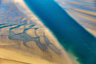 Oblique view of Sea lions and harbor seals at the tidal creek to the sandbank Peter Meyers in Fanø in the state South Denmark, Denmark