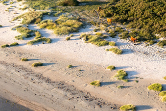 Aerial view of Cattle in the dunes in Fanø in the state South Denmark, Denmark