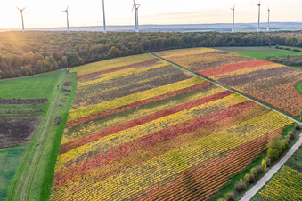 Aerial view of Vineyards on the banks of the Main in the district Obereisenheim in Eisenheim in the state Bavaria, Germany