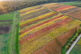 Aerial photograpy of Vineyards on the banks of the Main in the district Obereisenheim in Eisenheim in the state Bavaria, Germany
