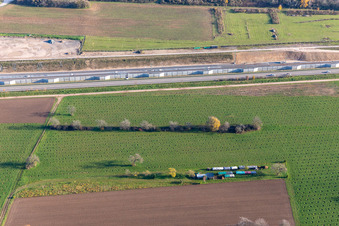 Unknown plantation on the B36 in Ötigheim in the state Baden-Wuerttemberg, Germany