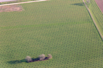 Aerial view of Unknown plantation on the B36 in Ötigheim in the state Baden-Wuerttemberg, Germany