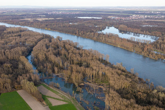 Flooding in the Rhine meadows (Altrhein Gorge) in Neupotz in the state Rhineland-Palatinate, Germany