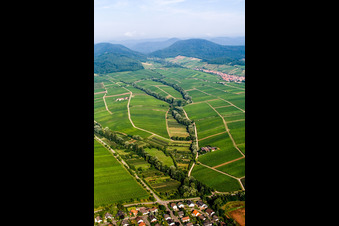 Fields of wine cultivation landscape in Ilbesheim bei Landau in der Pfalz in the state Rhineland-Palatinate