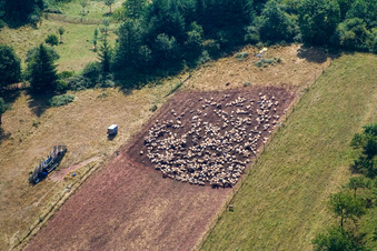 Grass area-structures meadow pasture with Sheep - herd in Eusserthal in the state Rhineland-Palatinate