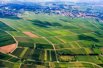 Vineyard between Frankweiler and Godramstein in the district Godramstein in Landau in der Pfalz in the state Rhineland-Palatinate, Germany
