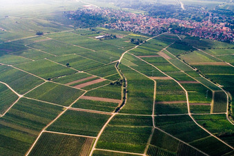Aerial view of Vineyard between Frankweiler and Godramstein in the district Godramstein in Landau in der Pfalz in the state Rhineland-Palatinate, Germany