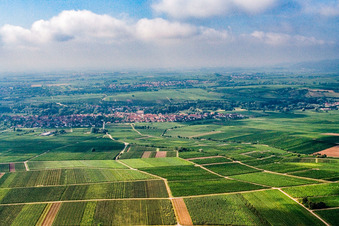 Vineyard north of Godramstein in the district Godramstein in Landau in der Pfalz in the state Rhineland-Palatinate, Germany