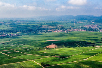 Vineyard north of Siebeldingen in the district Godramstein in Landau in der Pfalz in the state Rhineland-Palatinate, Germany