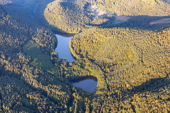 Forests on the shores of Lake Seehofer-Weiher in Erlenbach bei Dahn in the state Rhineland-Palatinate, Germany