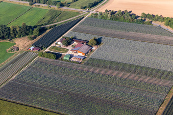 Aerial view of Asparagus and Obsthof Gensheimer in Steinweiler in the state Rhineland-Palatinate, Germany
