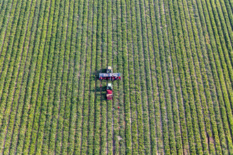 Vegetable harvest in Kandel in the state Rhineland-Palatinate, Germany
