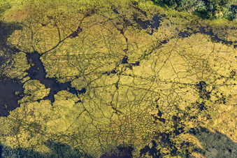 Aerial view of Duckweed on the fish mark in Leimersheim in the state Rhineland-Palatinate, Germany