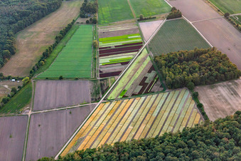 Colorful salad in Lustadt in the state Rhineland-Palatinate, Germany