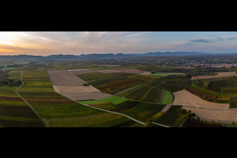 Panoramic perspective of a valley sourround by fields in automn colours in Billigheim-Ingenheim in the state Rhineland-Palatinate, Germany