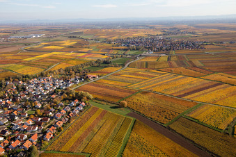 Autumnal discolored wineyards betweeen Kleinkarlbach and Kirchheim an der Weinstrasse in the state Rhineland-Palatinate, Germany