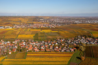 Autumnal discolored wineyards betweeen Kleinkarlbach and Sausenheim in the state Rhineland-Palatinate, Germany