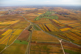 Autumnal discolored vegetation view of the Golf course at Golfgarten Deutsche Weinstrasse - Dackenheim - GOLF absolute in Dackenheim in the state Rhineland-Palatinate, Germany