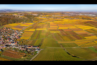 Autumnal discolored wineyards betweeen Kleinkarlbach and Bobenheim am Berg in the state Rhineland-Palatinate, Germany
