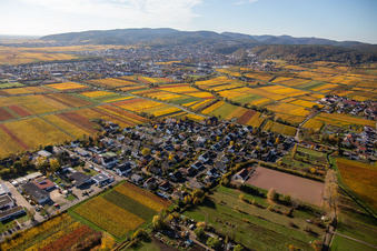 Autumnal discolored winyards near village - view in Ungstein in the state Rhineland-Palatinate, Germany