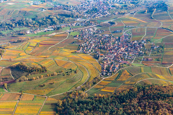 Autumnal discolored wine yards surround the settlement area of the village in Birkweiler in the state Rhineland-Palatinate, Germany
