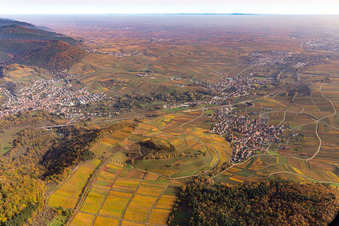 Chestnut bush in Birkweiler in the state Rhineland-Palatinate, Germany