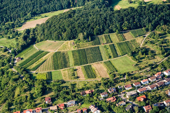 Vineyards in the district Dietlingen in Keltern in the state Baden-Wuerttemberg, Germany