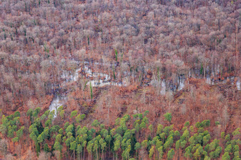 Otterbach loops in the Bienwald in Wörth am Rhein in the state Rhineland-Palatinate, Germany