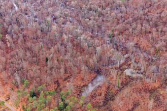 Otterbach with flooded meadows in the Bienwald in Wörth am Rhein in the state Rhineland-Palatinate, Germany