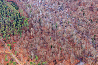 Aerial view of Otterbach with flooded meadows in the Bienwald in Wörth am Rhein in the state Rhineland-Palatinate, Germany