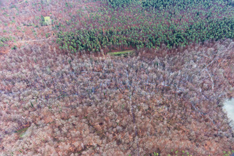 Clearings in the Bienwald in Wörth am Rhein in the state Rhineland-Palatinate, Germany