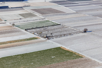 Snow-covered fields and orchards in winter in Billigheim-Ingenheim in the state Rhineland-Palatinate, Germany