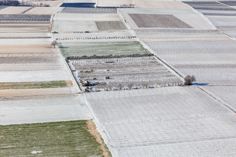 Aerial photograpy of Snow-covered fields and orchards in winter in Billigheim-Ingenheim in the state Rhineland-Palatinate, Germany