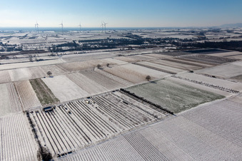 Aerial view of Snow-covered fields and orchards in winter in the district Mühlhofen in Billigheim-Ingenheim in the state Rhineland-Palatinate, Germany