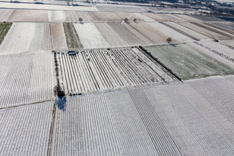 Aerial photograpy of Snow-covered fields and orchards in winter in the district Mühlhofen in Billigheim-Ingenheim in the state Rhineland-Palatinate, Germany