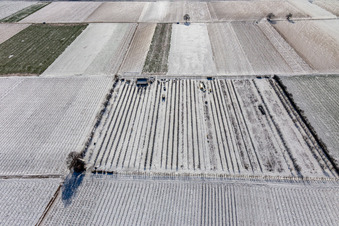 Oblique view of Snow-covered fields and orchards in winter in the district Mühlhofen in Billigheim-Ingenheim in the state Rhineland-Palatinate, Germany