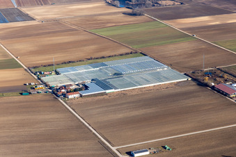 Glass roof surfaces in the greenhouse for vegetable growing ranks of Gerhardt GmbH in Ruchheim in the state Rhineland-Palatinate, Germany