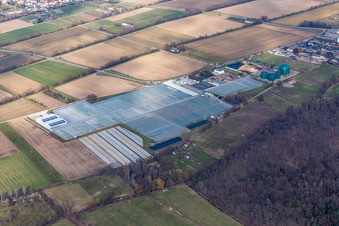 Rudolf Sinn Young Plants GmbH in the district Niederlustadt in Lustadt in the state Rhineland-Palatinate, Germany