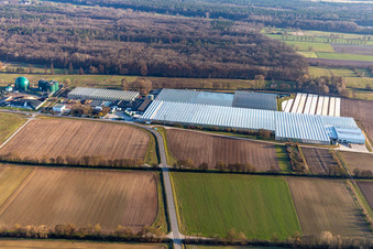 Aerial view of Rudolf Sinn Young Plants GmbH in the district Niederlustadt in Lustadt in the state Rhineland-Palatinate, Germany