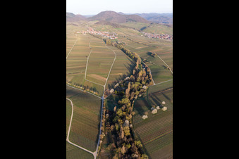 Fields of wine cultivation landscape in the spring before the Trifels in Ranschbach in the state Rhineland-Palatinate