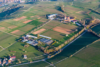 JKI with almond blossom in Siebeldingen in the state Rhineland-Palatinate, Germany