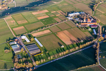 Aerial view of Building complex of the Institute Julius Kuehn Rebforschungsanstalt Geilweilerhof mit bluehenden Mandelbaeumen in Siebeldingen in the state Rhineland-Palatinate, Germany