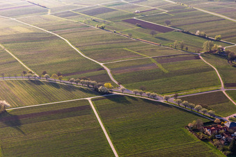 Vineyards with almond blossom in Rhodt unter Rietburg in the state Rhineland-Palatinate, Germany