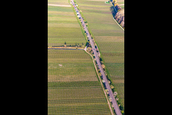 Aerial view of Row of trees in the Villastrasse with Almond blossom in Edenkoben in the state Rhineland-Palatinate, Germany