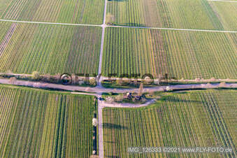 Villastraße with almond blossom in Edenkoben in the state Rhineland-Palatinate, Germany from above