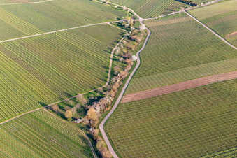 Vineyards with almond blossom in the district SaintMartin in Sankt Martin in the state Rhineland-Palatinate, Germany