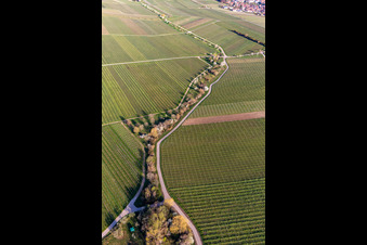 Aerial view of Vineyards with almond blossom in the district SaintMartin in Sankt Martin in the state Rhineland-Palatinate, Germany