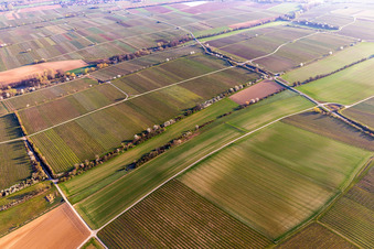 Rows of blossoming trees on Riedgraben in Essingen in the state Rhineland-Palatinate, Germany