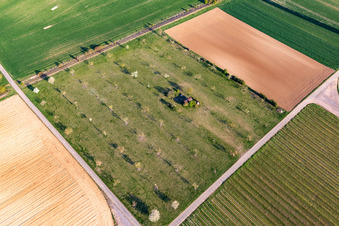 Orchard meadow in Offenbach an der Queich in the state Rhineland-Palatinate, Germany