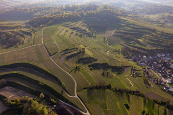 Vineyards in the district Hecklingen in Kenzingen in the state Baden-Wuerttemberg, Germany